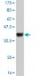 IFI16 Antibody (monoclonal) (M03)